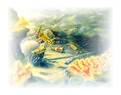 Click here for an enlargement